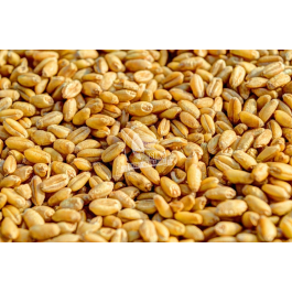 Carp seeds pszenica - ziarno surowe